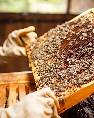 Apiculture et exposition — Miel🍯By Zaïlex — Sample 1